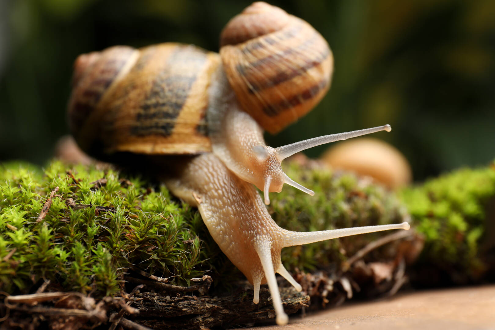 Common garden snails crawling on green moss, closeup